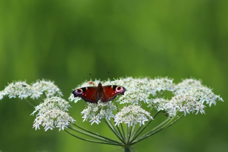 a red and white erfly on a white flower