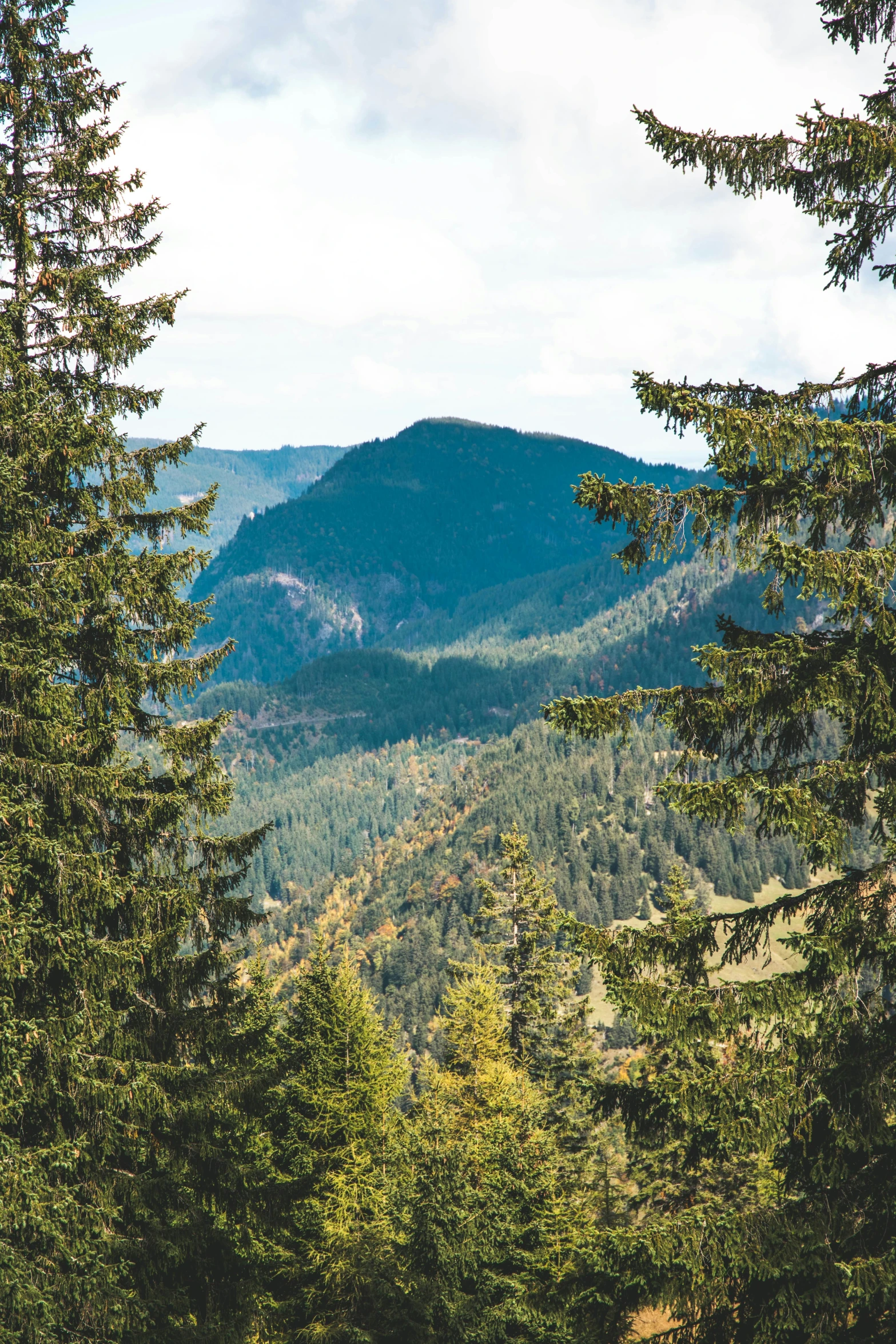 looking down into the forest with mountains in the distance