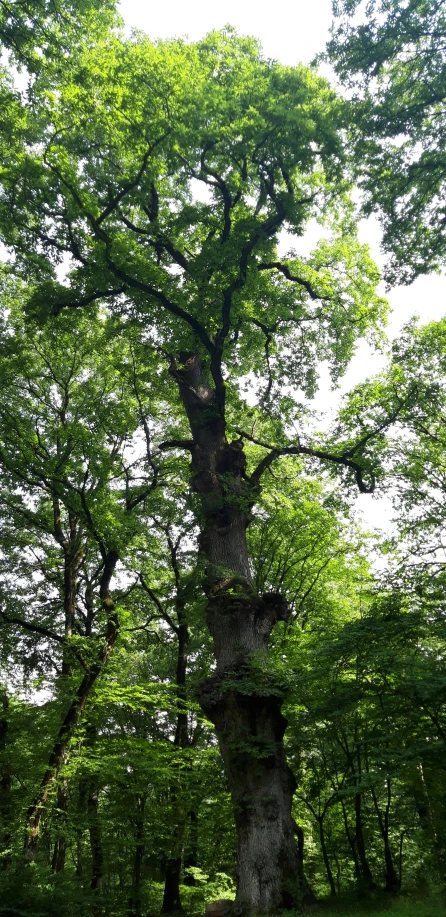 an image of an old tree on the grass