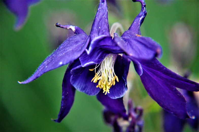 a large flower with purple petals is growing