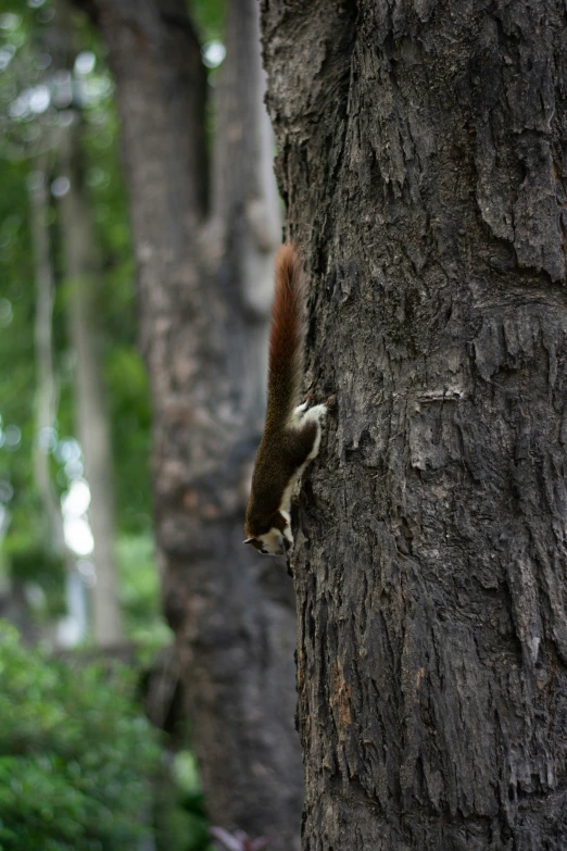 a red squirrel is looking out from a tree trunk