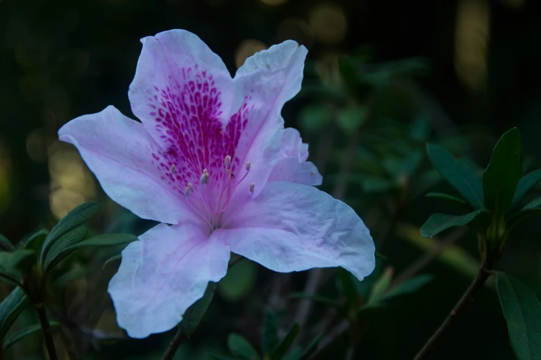 a large pink flower with green leaves around it