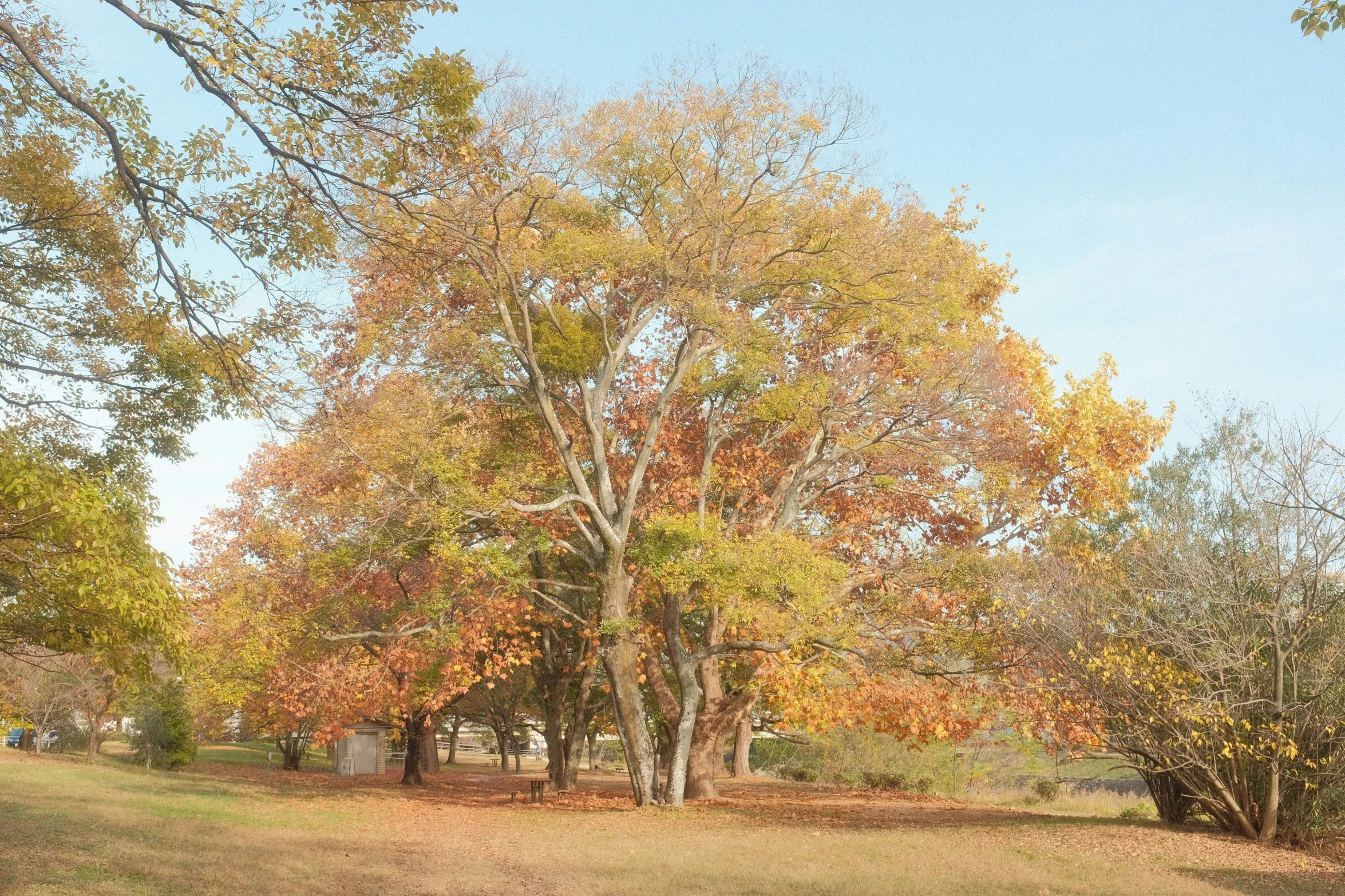 an area in a park with trees and green grass