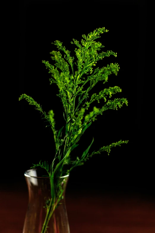 the leafy plants in the vase are ready to blossom