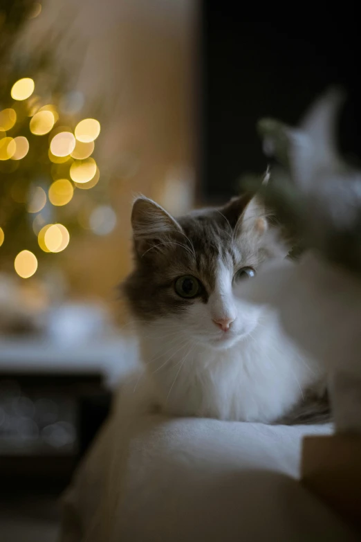 cat with blurry look sitting near a small tree