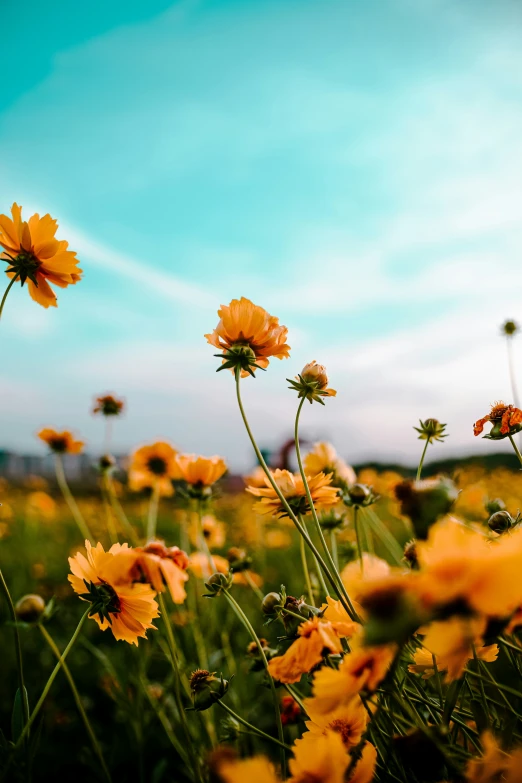 some yellow flowers are in the middle of a green field