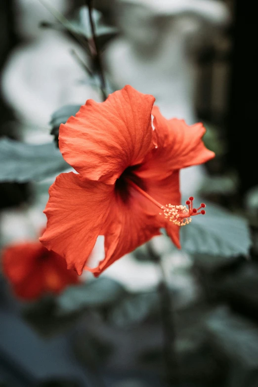 a red flower growing out of some sort of tree