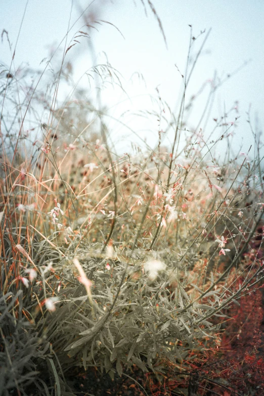 a tree with pink and green flowers next to a bush