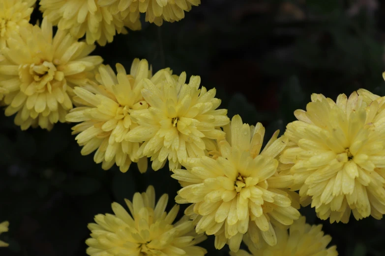 small yellow flowers with yellow petals on the flower