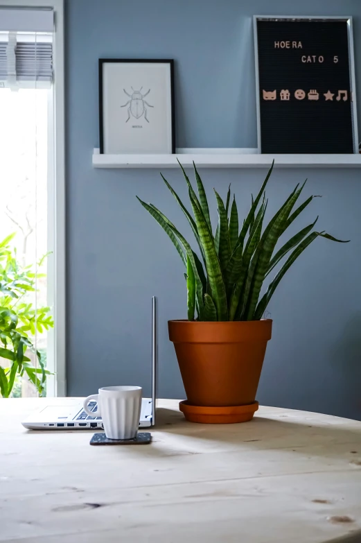 the potted plant has been placed on the table