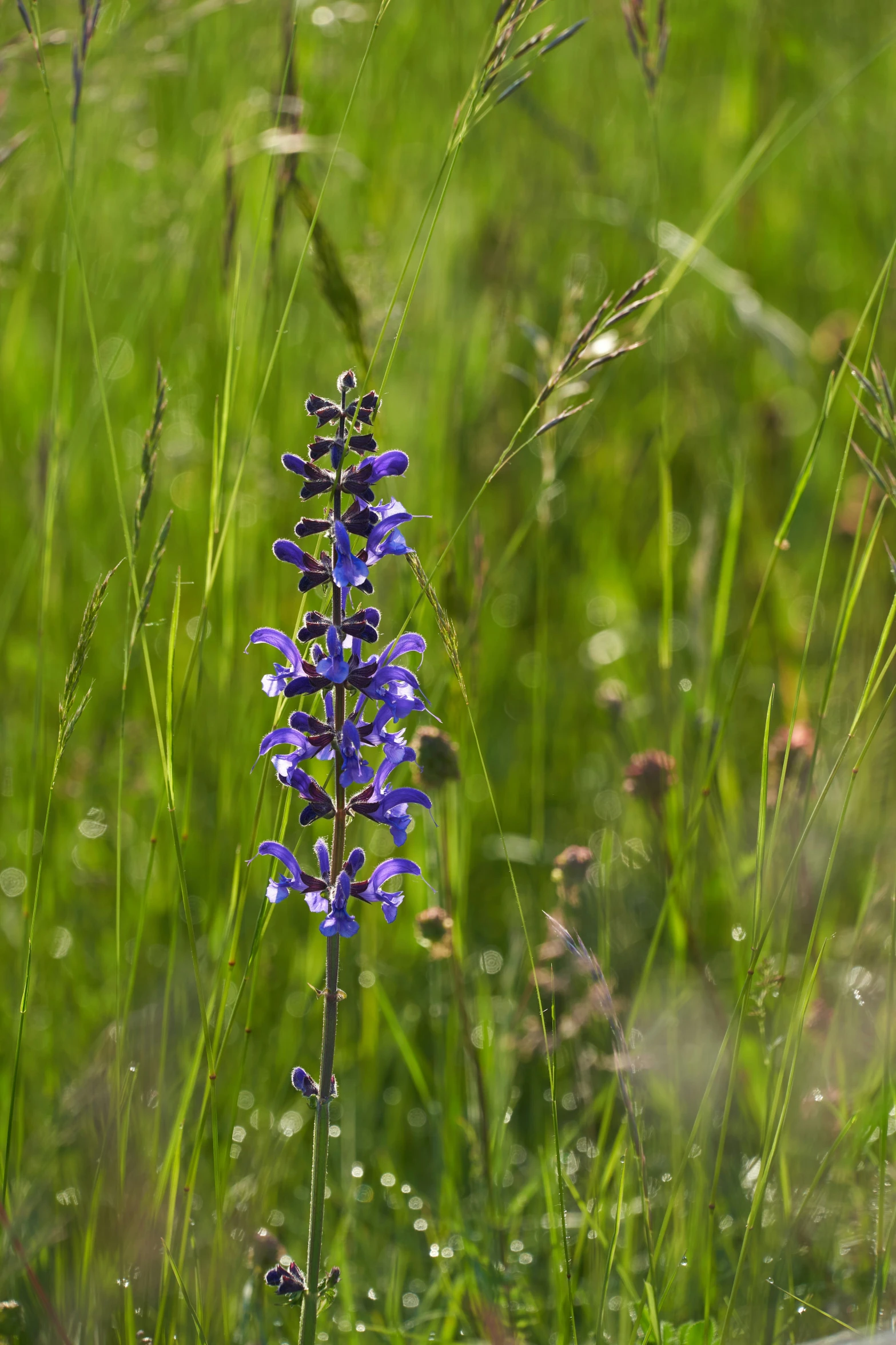 an image of some flowers that are in the grass