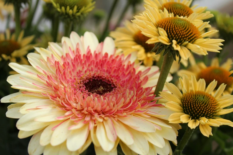 many white and red flowers are growing together