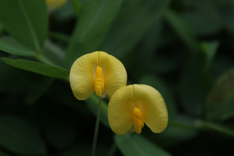 two yellow flowers stand tall near green leaves