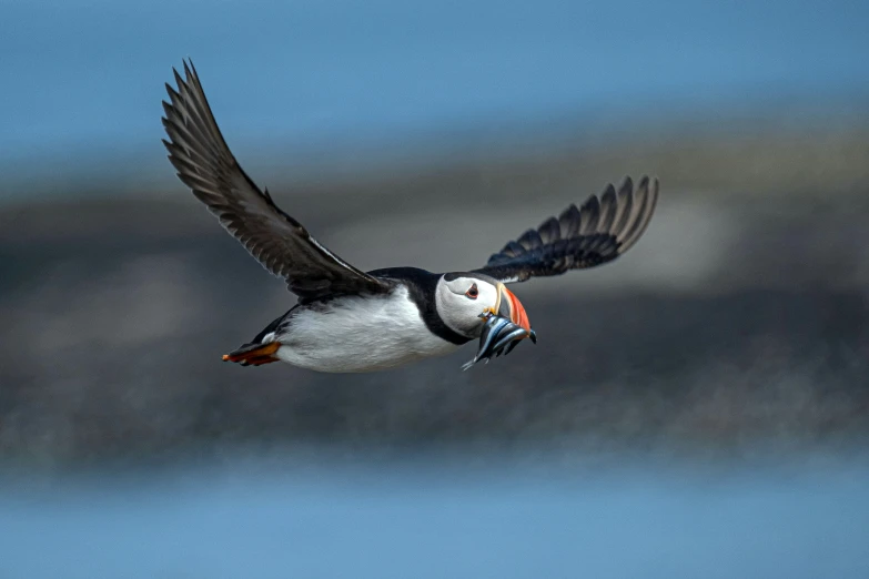 a small bird flying through the sky with an orange beak