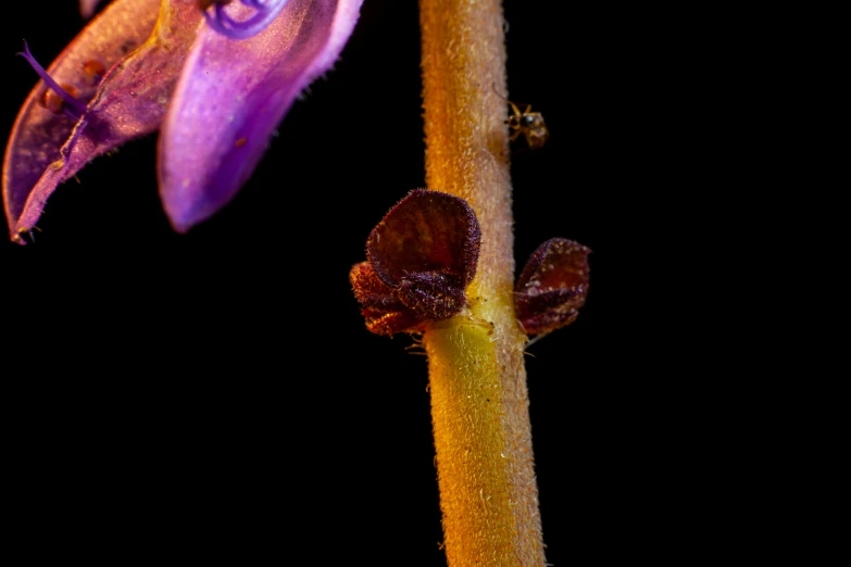 small purple flowers grow near the stem of a long stem plant