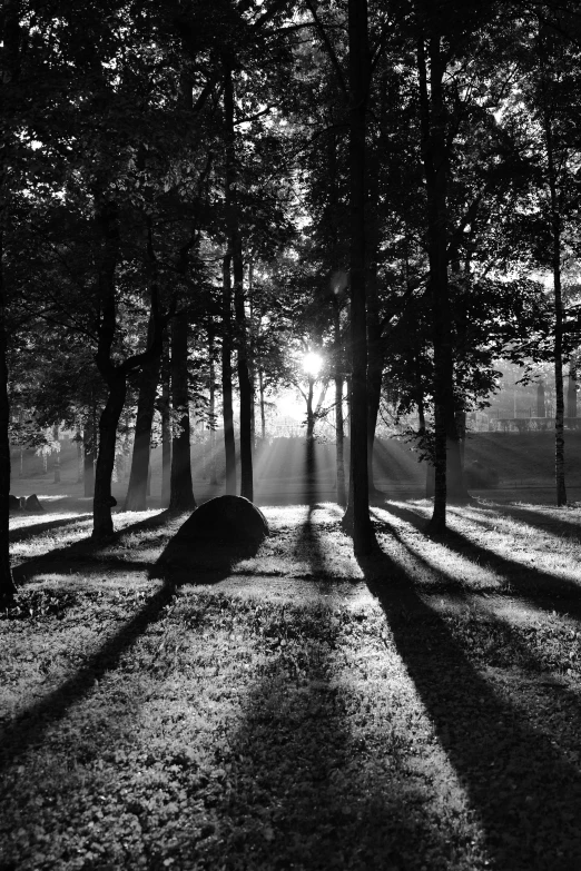 trees are in the middle of a wooded path