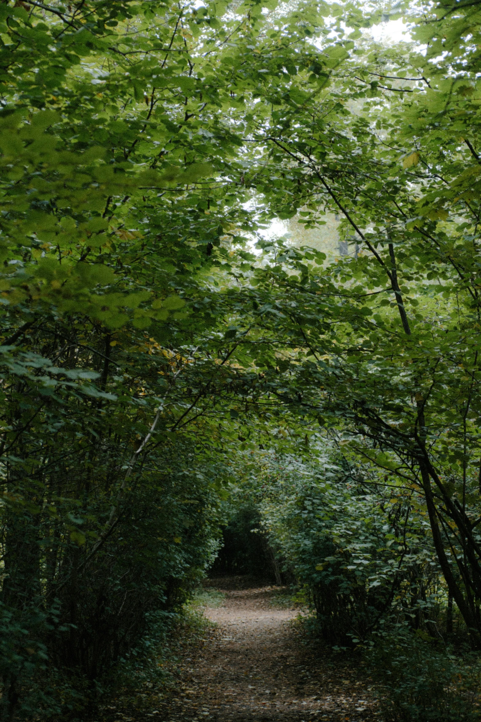 a path leads through lush green foliage