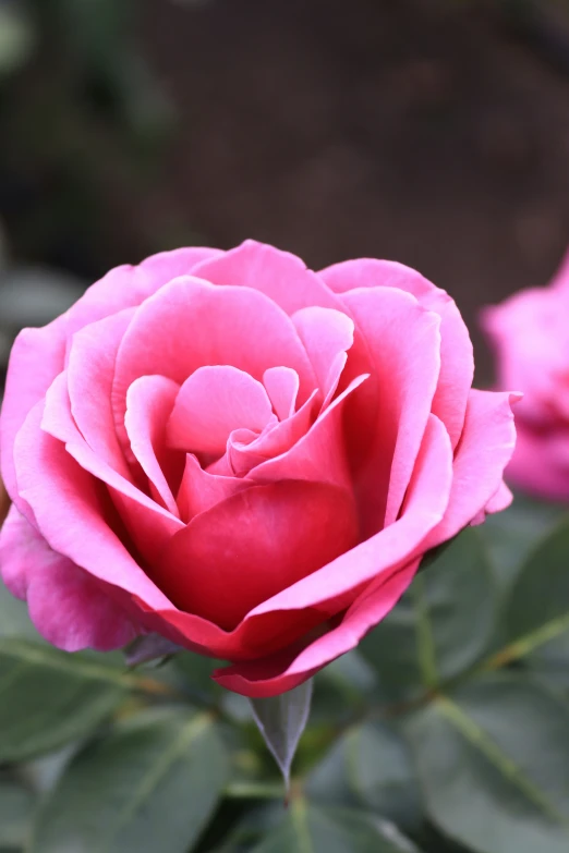 a large rose blooming on a plant in a garden