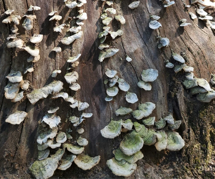 the bark of a tree with small, moss covered leaves on it