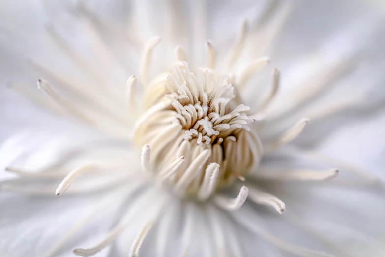 the center of a white flower with a yellow center