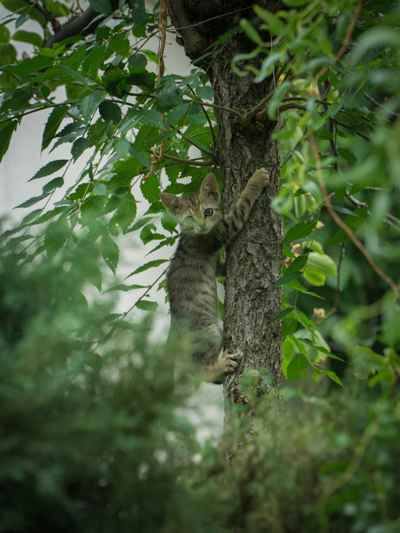 a cat up in a tree climbing down