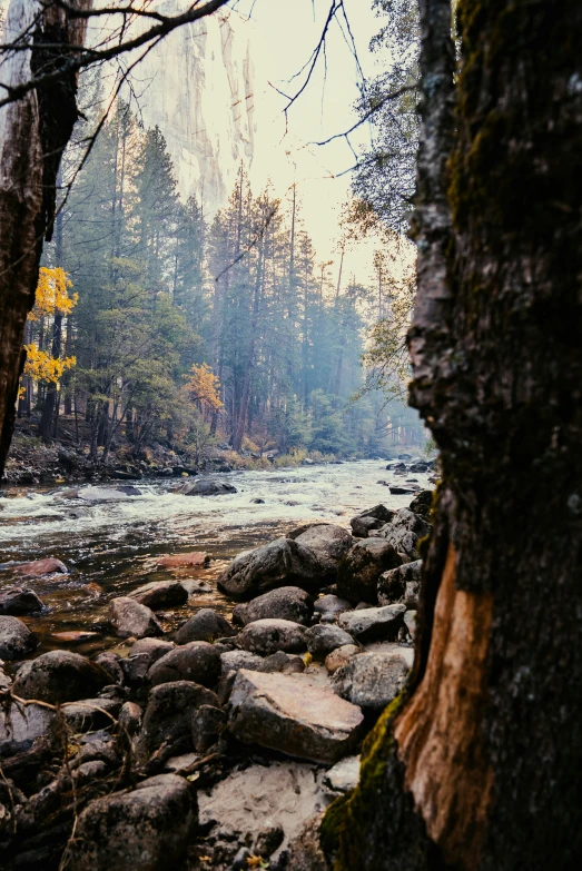 rocks in the water are next to some trees