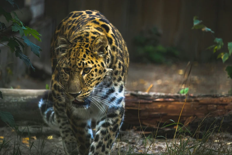 a large leopard walking on top of a dirt ground