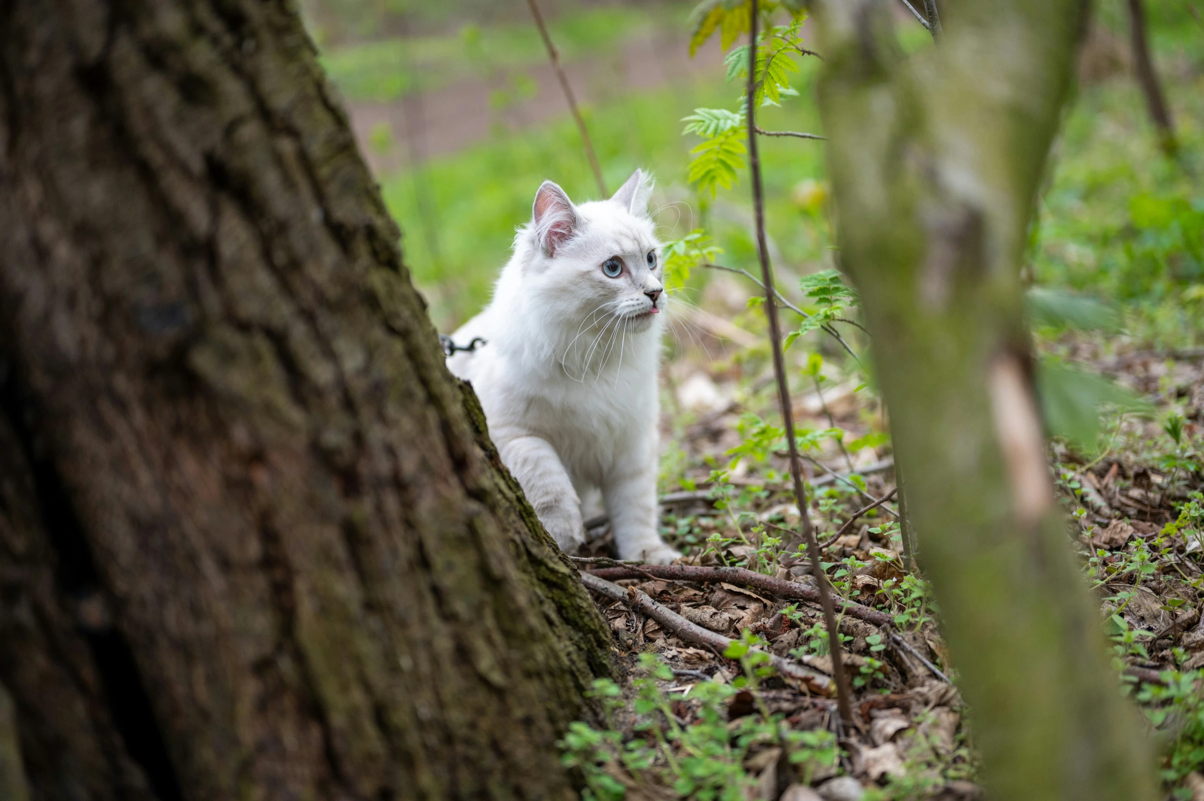 a kitten that is walking on some dirt