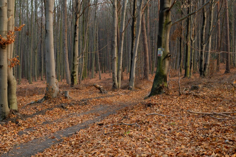 a trail that runs through a forest surrounded by trees