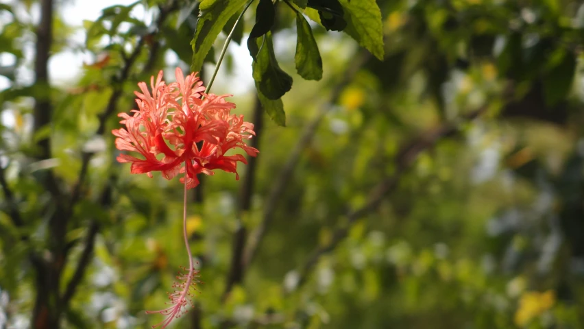 a red flower on a vine near many trees