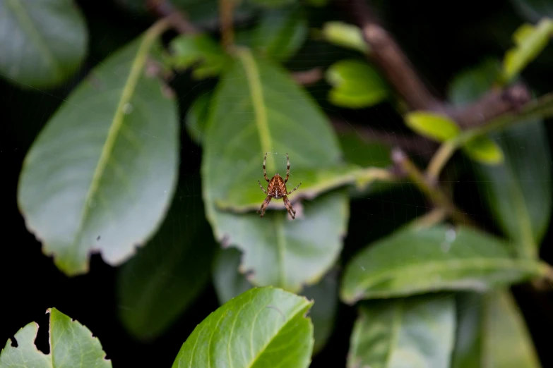 a green spider is perched on top of a leaf