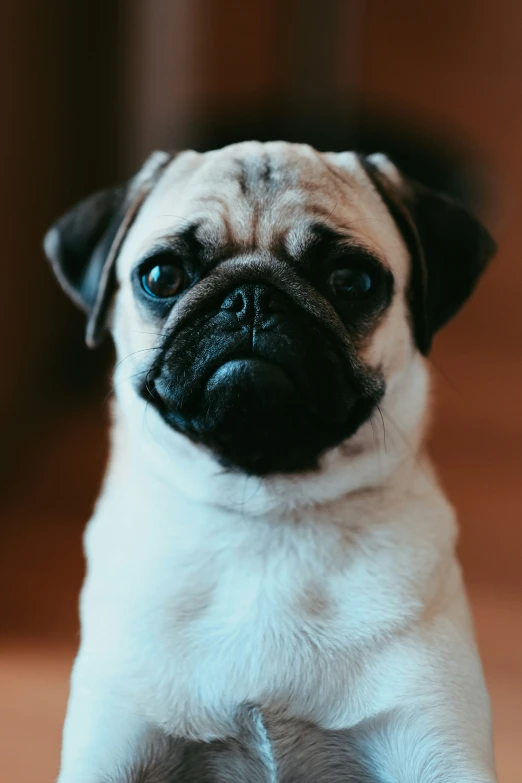 a pug dog sits with his front paws crossed