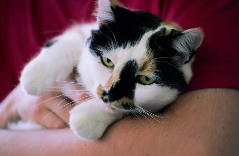 the cat is sitting on his owners lap