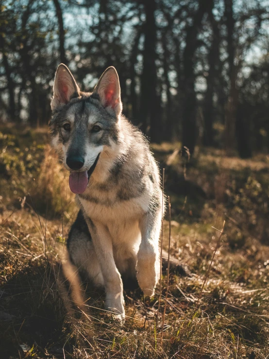 a dog laying down in a grassy area by some trees