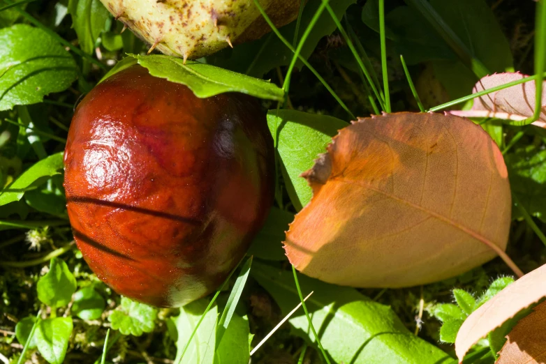 there is a fruit on the ground in the grass