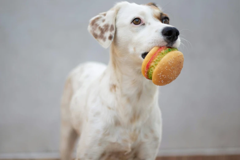 white dog holding onto a bite of apple with it's mouth