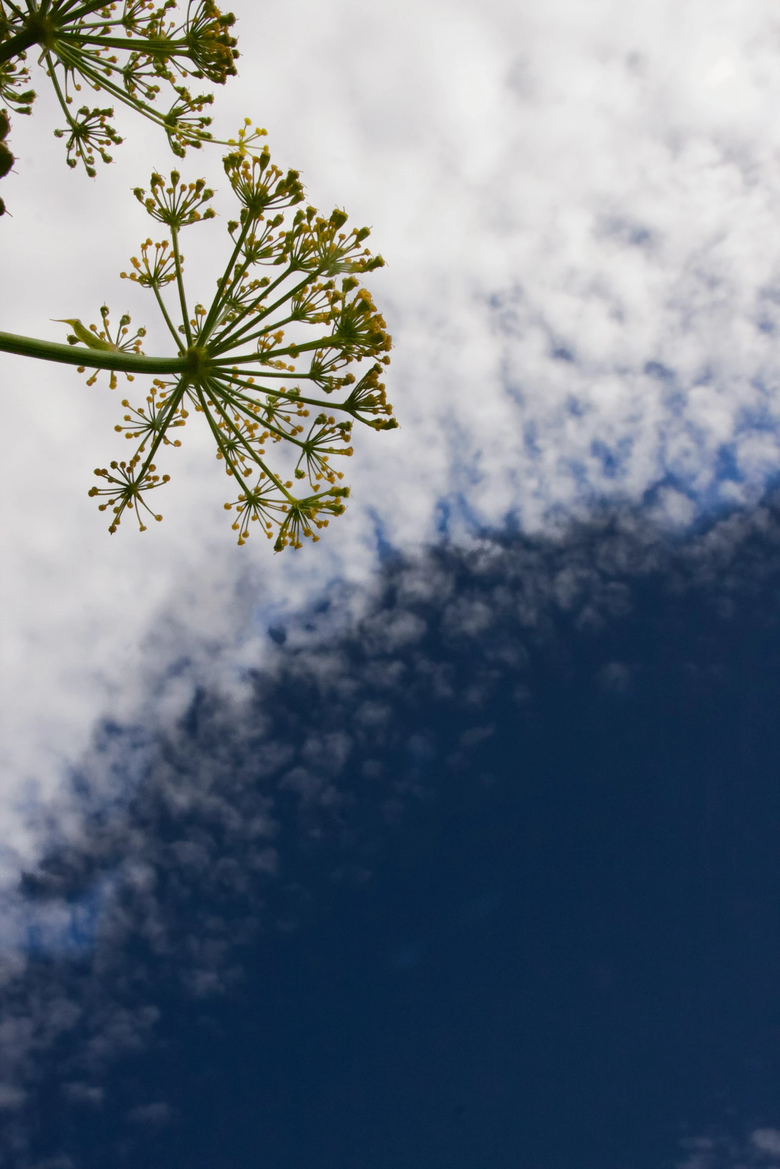 a blue and white sky with some green and yellow flowers