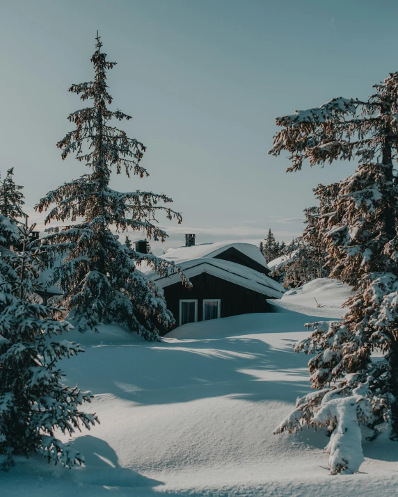 snow - covered pine trees and a cabin in a snowstorm