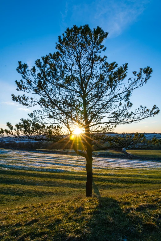 the sun shines brightly on a tree and some green grass