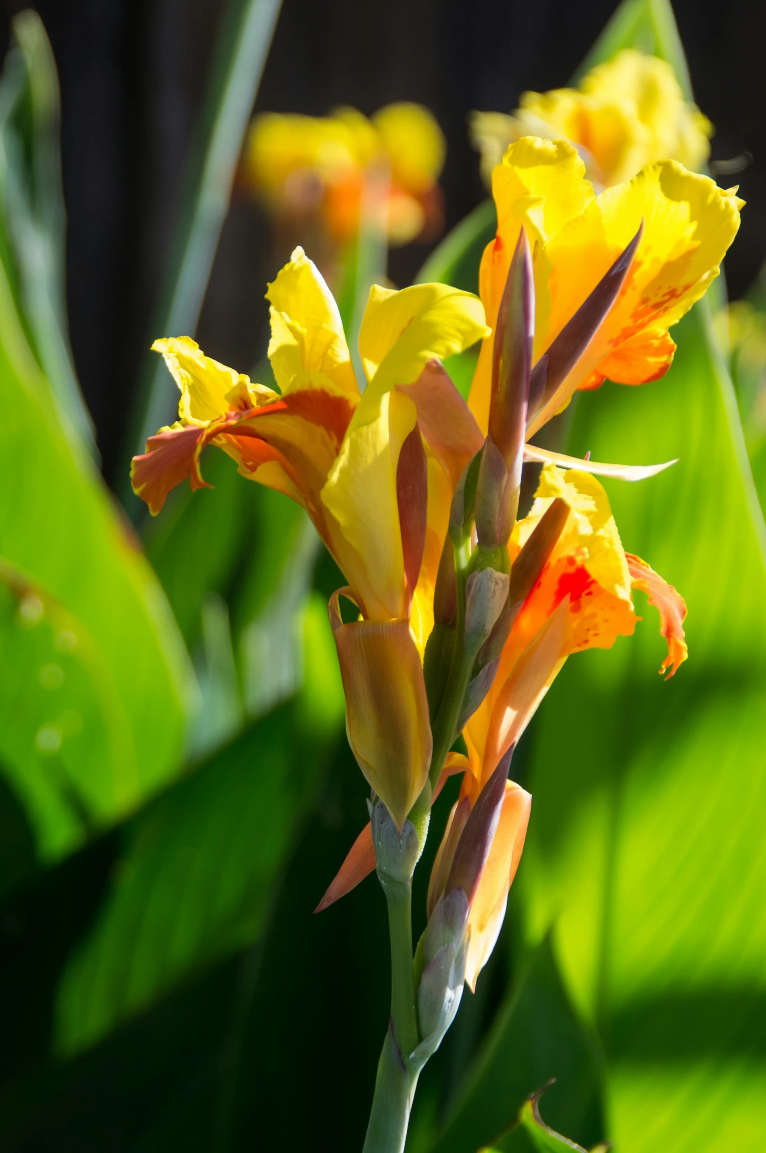 yellow and red flowers next to green leaves