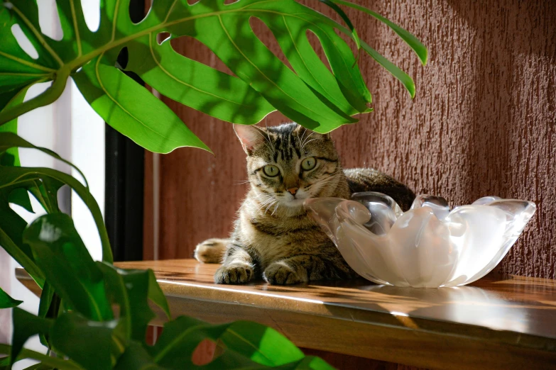 a brown and black cat sitting on a wooden ledge next to a white bowl