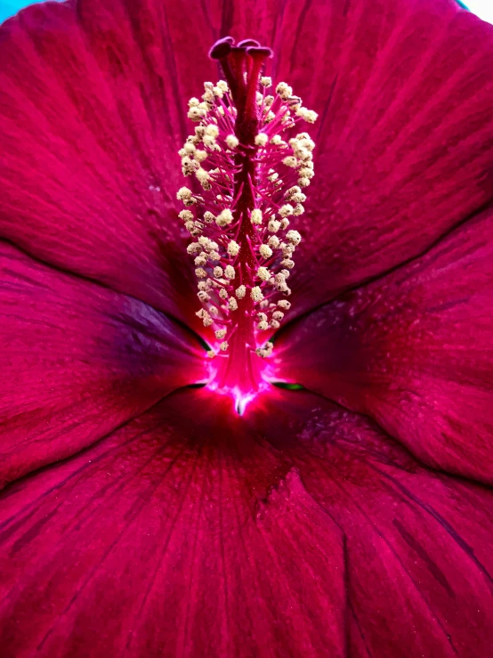 a close up of the center of a flower