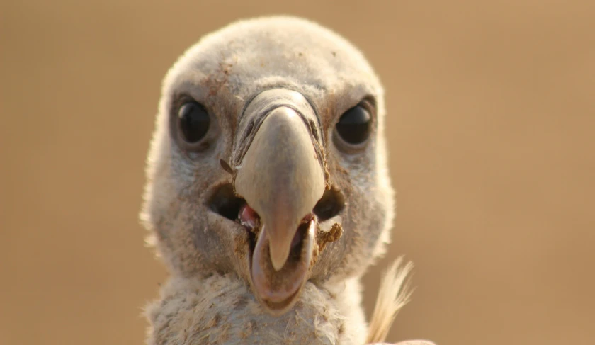 closeup of a white and brown bird with very big black eyes