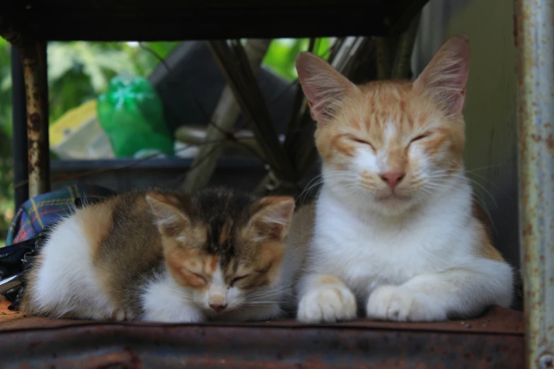 two cats cuddling together on a shelf