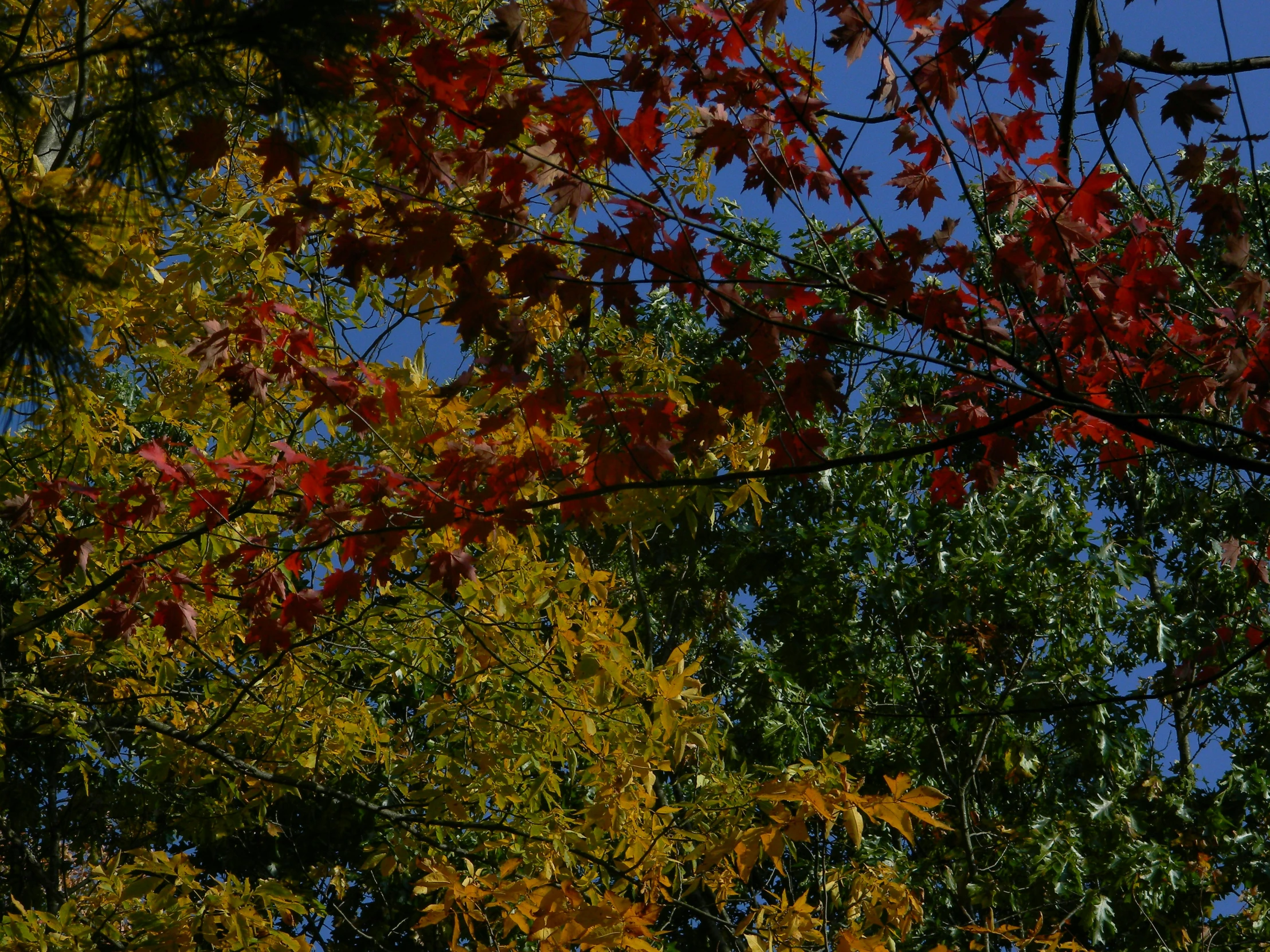 a clock sits between many trees during the day