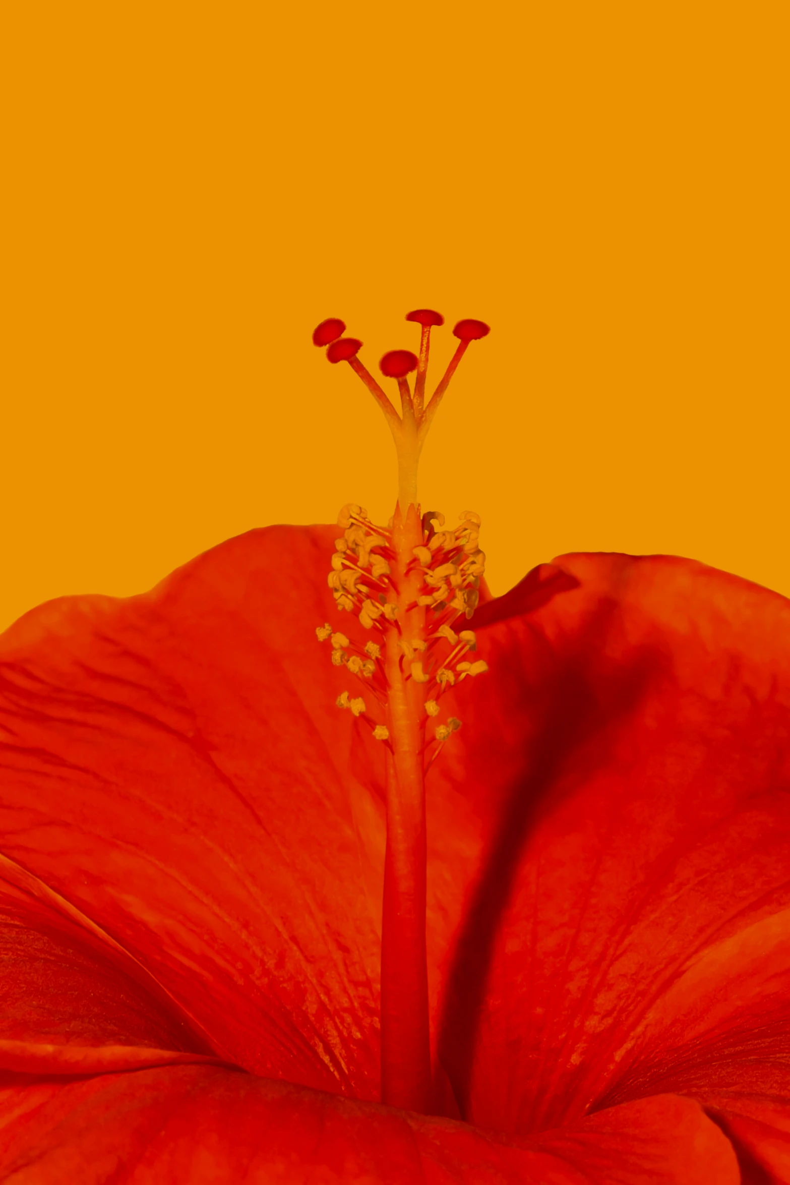 the inside of a flower with an orange background