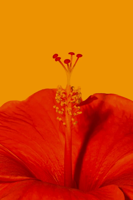 the inside of a flower with an orange background