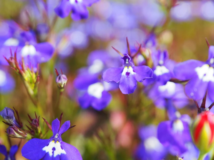 a large amount of purple flowers in a field