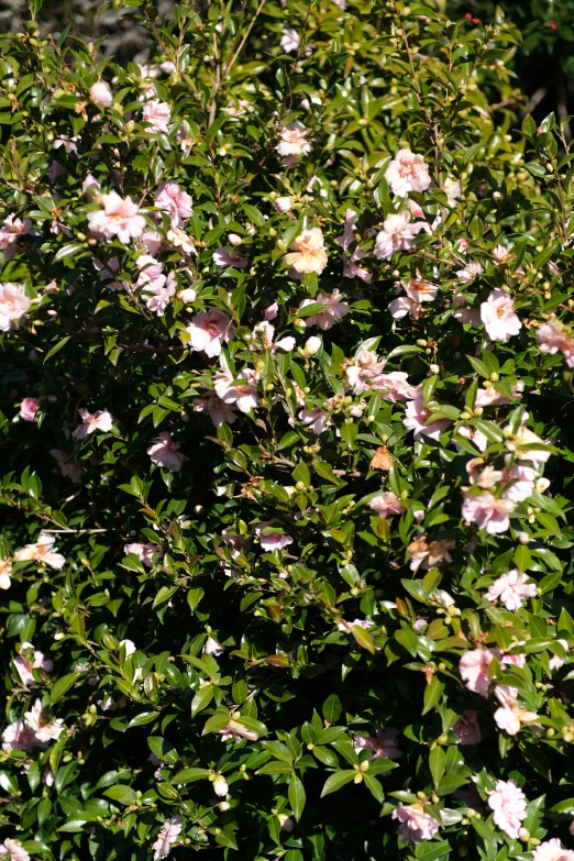 small white flowers and green leaves on a bush