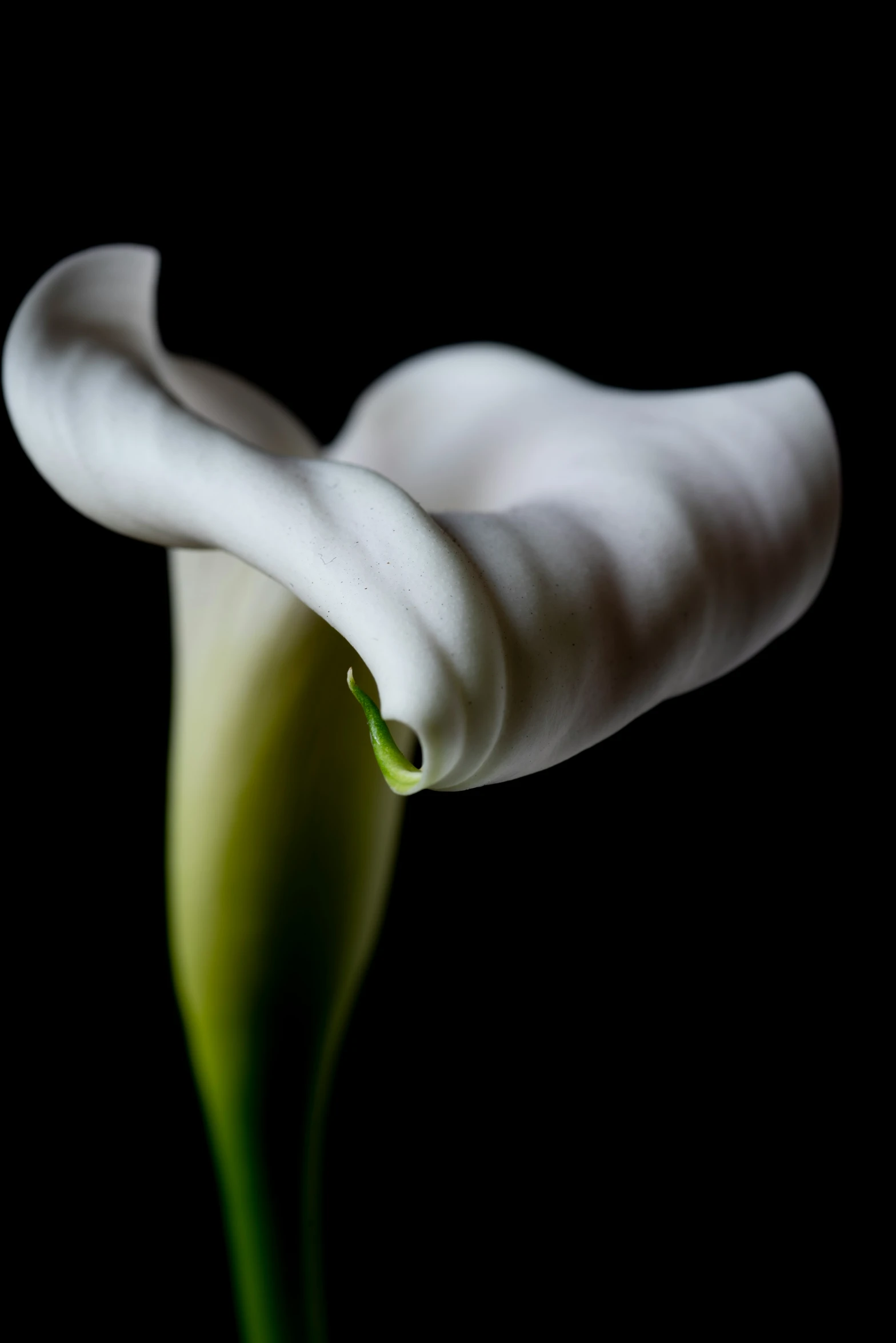 an artistic image of a white flower